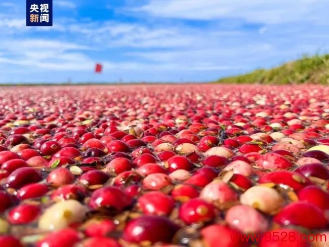 黑龙江有蔓越莓腹地东谈主王人不知谈？差点笑抽在批驳区